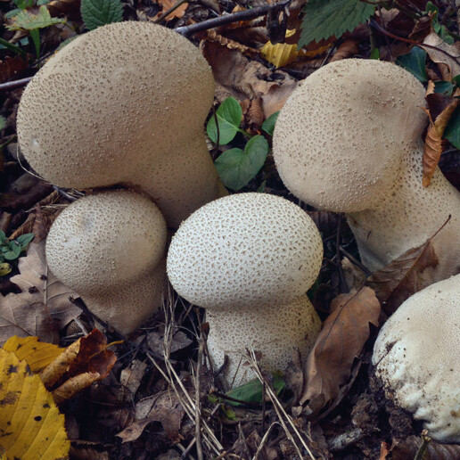 Champignon boule