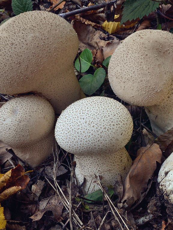 Champignon boule