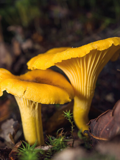 Tous les champignons jaune, Girolle (cantharellus cibarius) : champignon excellent comestibles