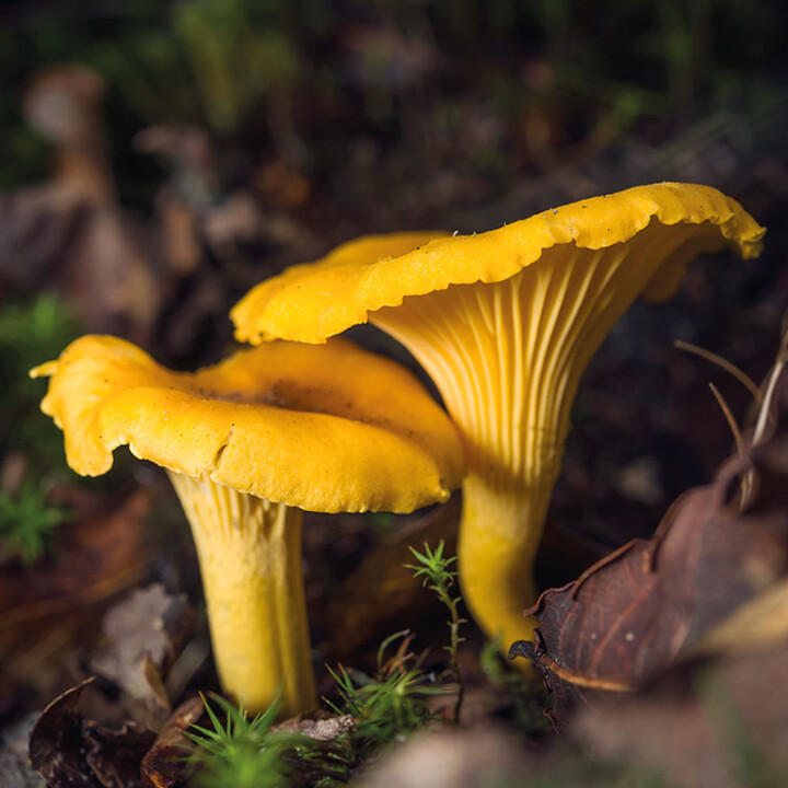 Tous les champignons jaune, Girolle (cantharellus cibarius) : champignon excellent comestibles