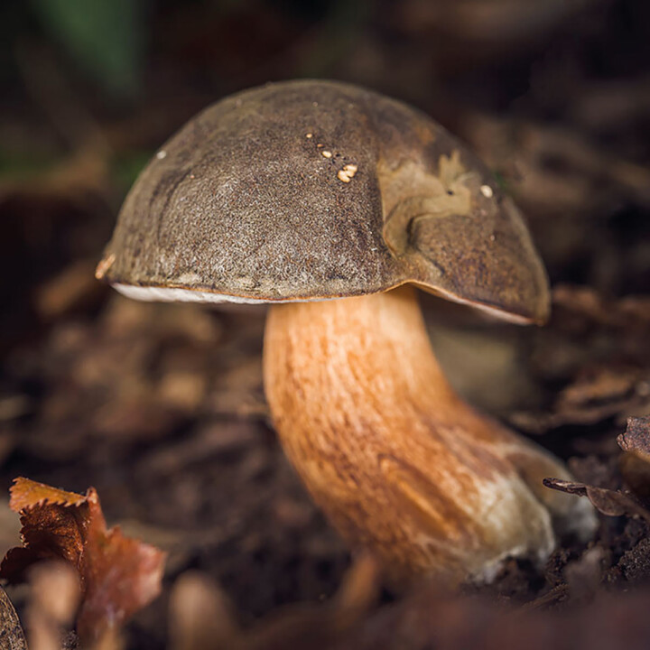 Champignon Cèpe bronzé (boletus aereus) : champignon excellent comestible