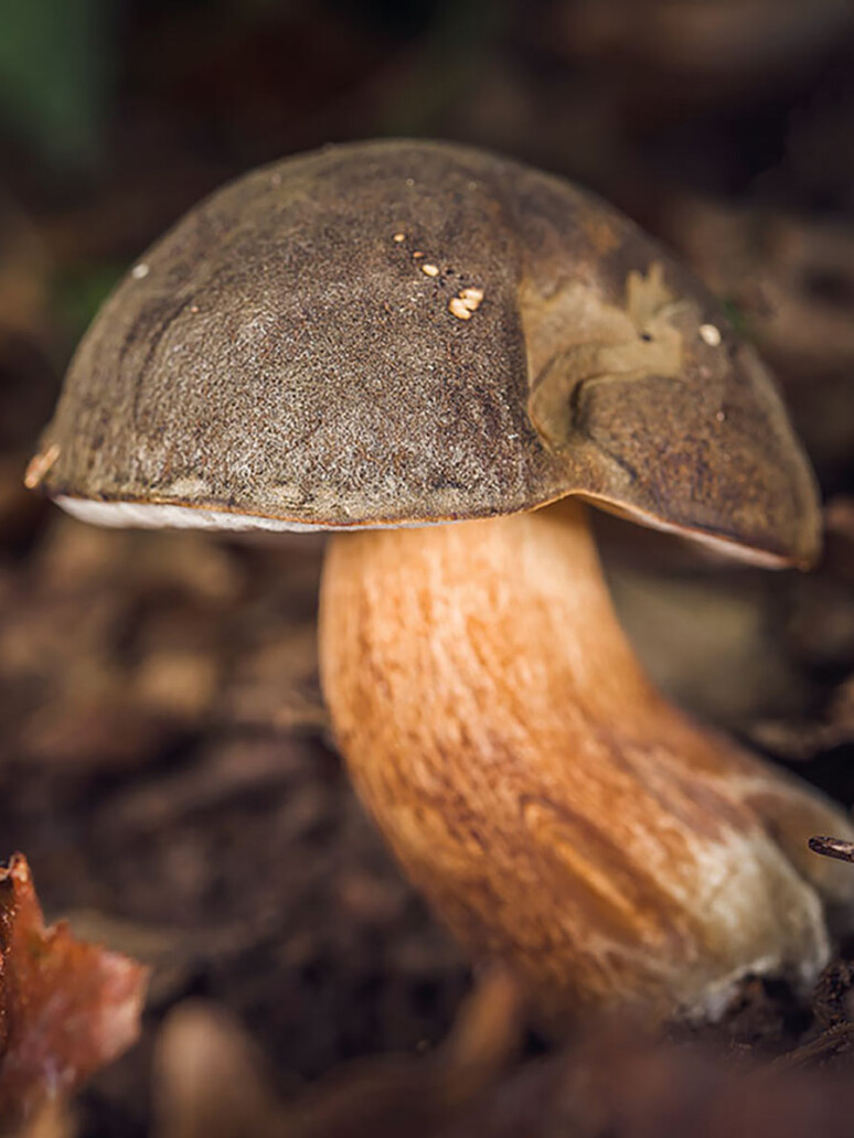 Champignon Cèpe bronzé (boletus aereus) : champignon excellent comestible