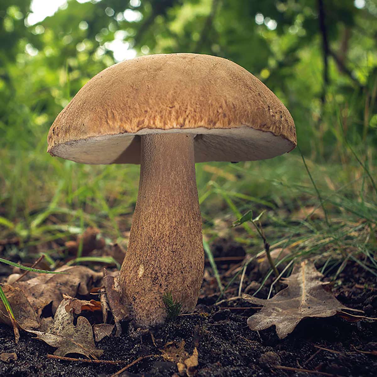 Mycélium De Cèpe Des Pins - Kit Pour Cultiver Champignons Forestiers à La Maison