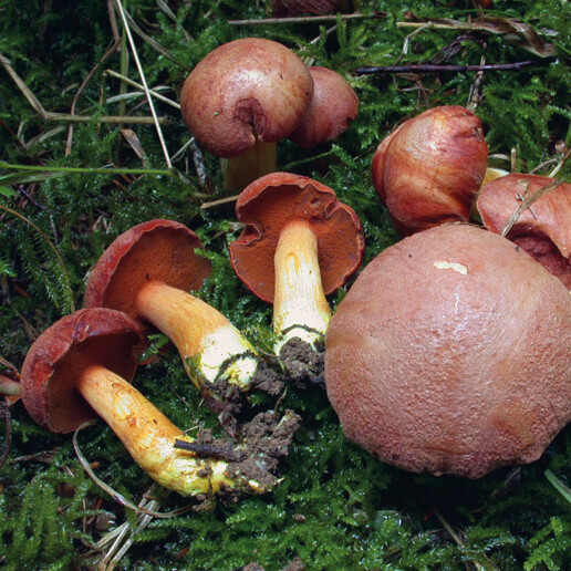 Bolet poivré Un chapeau et un pied avec pores adnés ou échancrées de couleur cuivré