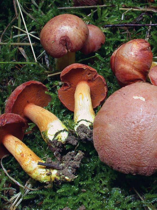 Bolet poivré Un chapeau et un pied avec pores adnés ou échancrées de couleur cuivré