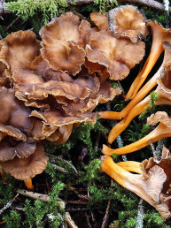 Champignon Chanterelle Jaune