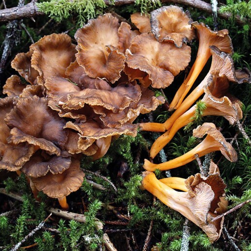 Champignon Chanterelle Jaune