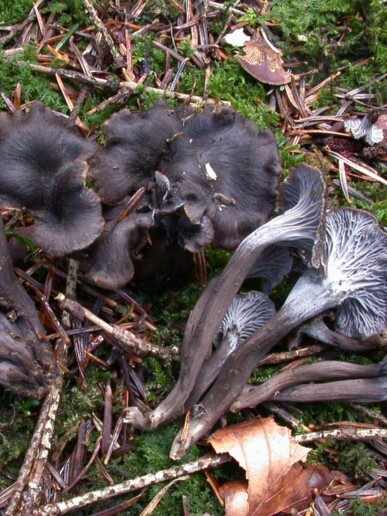Chanterelle cendrée
