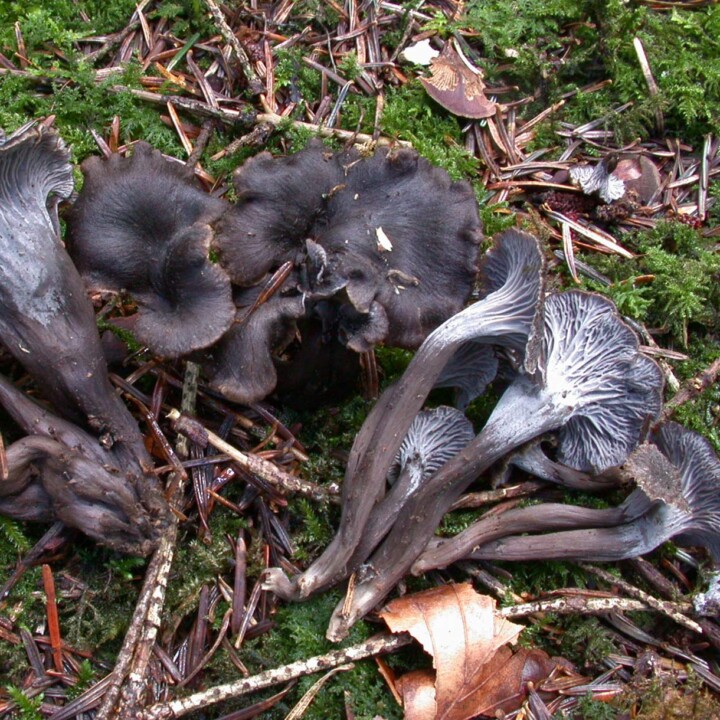 Chanterelle cendrée