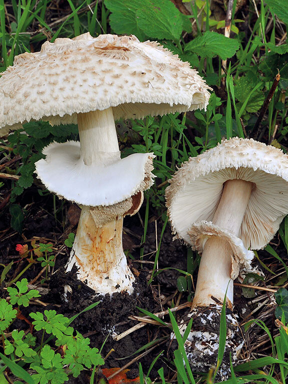 Champignon anneau