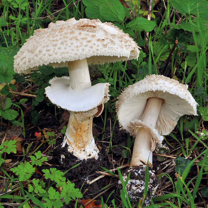 Champignon anneau