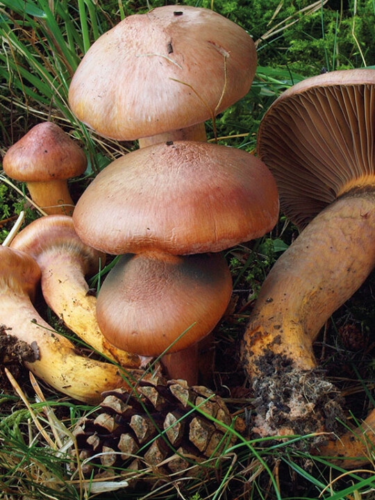 Champignon gomphide