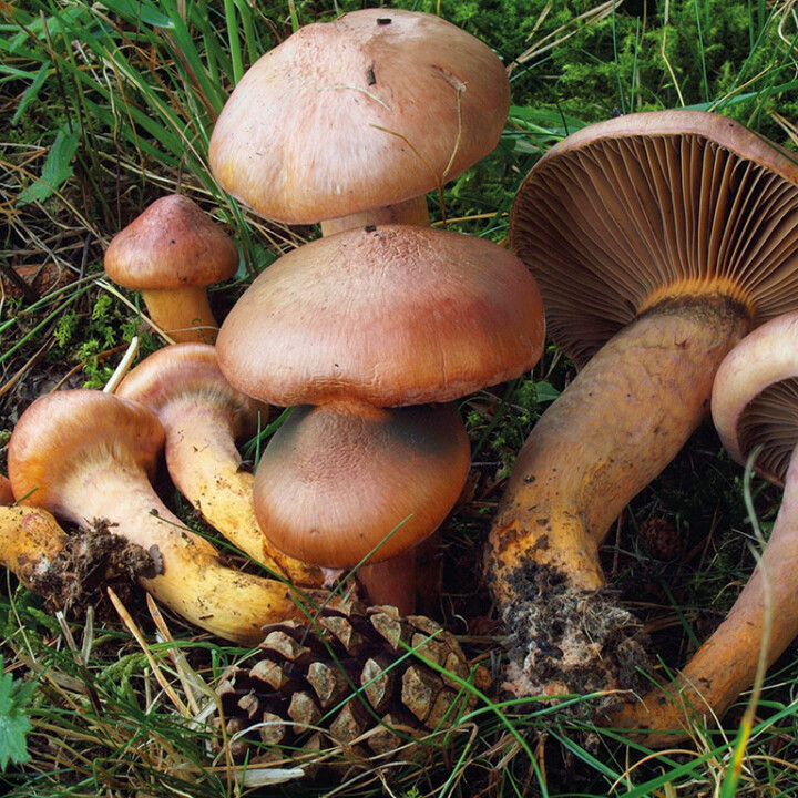 Champignon gomphide