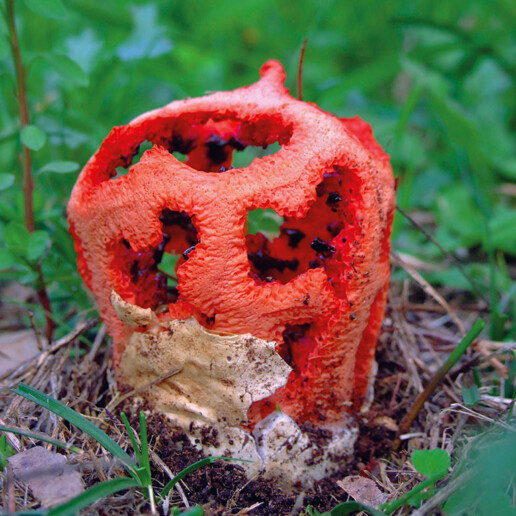 Champignon rouge
