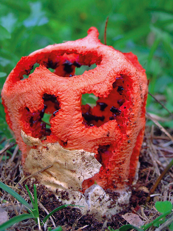 Champignon rouge