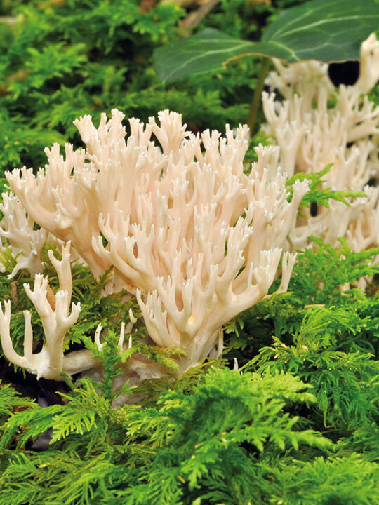 Champignon clavaire