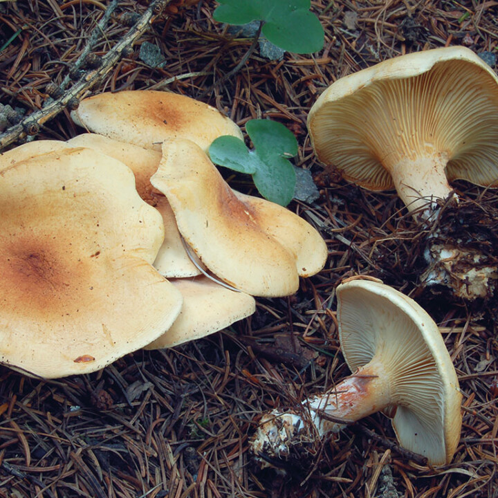Champignon clitocybe