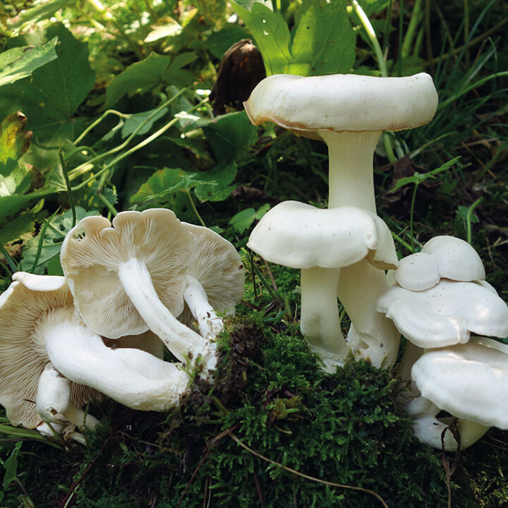 Champignon clitocybe
