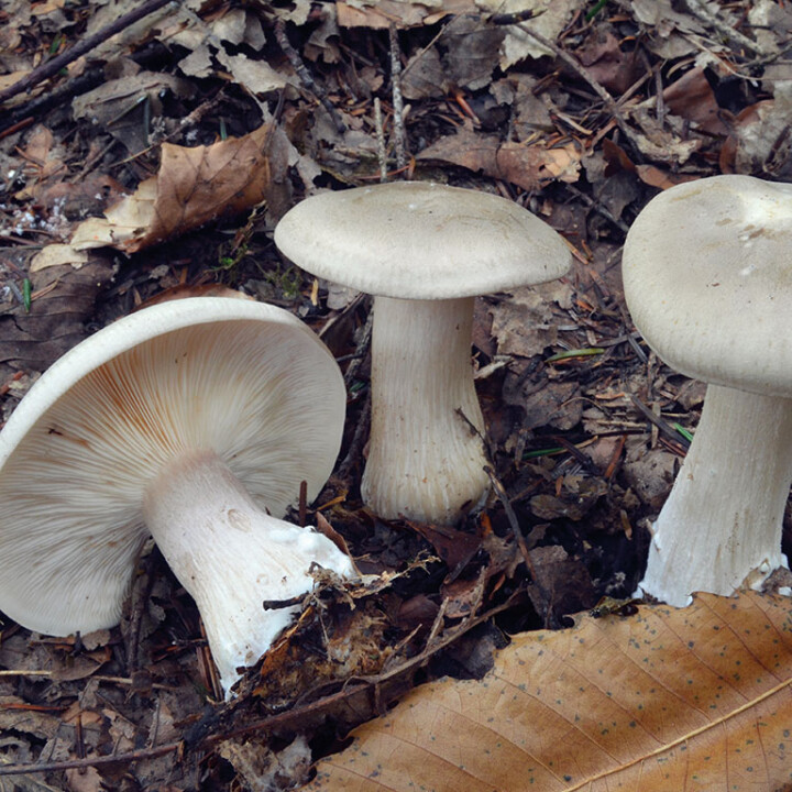 Champignon clitocybe