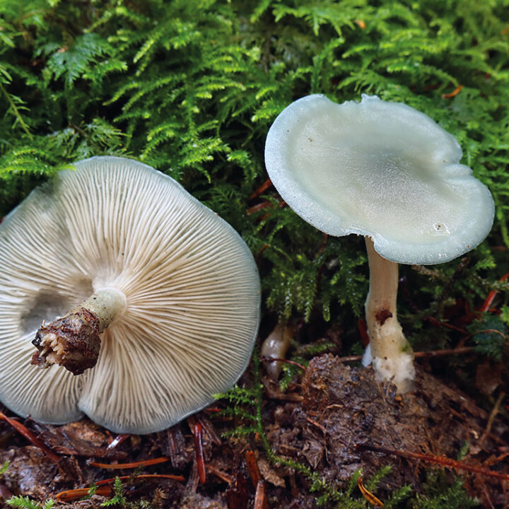 Champignon cliitocybe