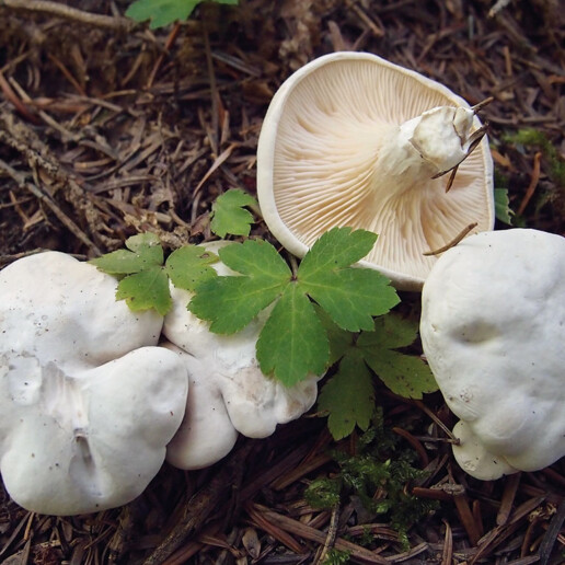 Champignon mère du cèpe