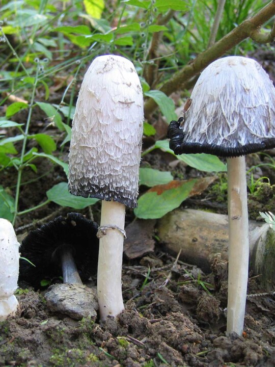 Champignon Coprin chevelu (coprinus comatus) : excellent comestible