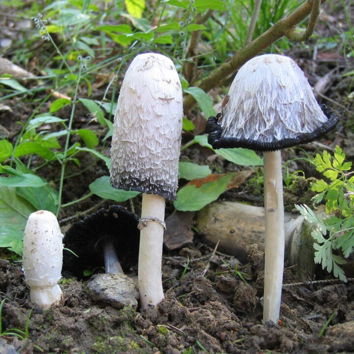 Champignon Coprin chevelu (coprinus comatus) : excellent comestible