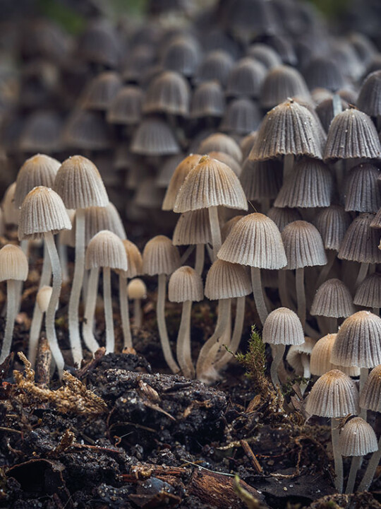 Champignon coprin