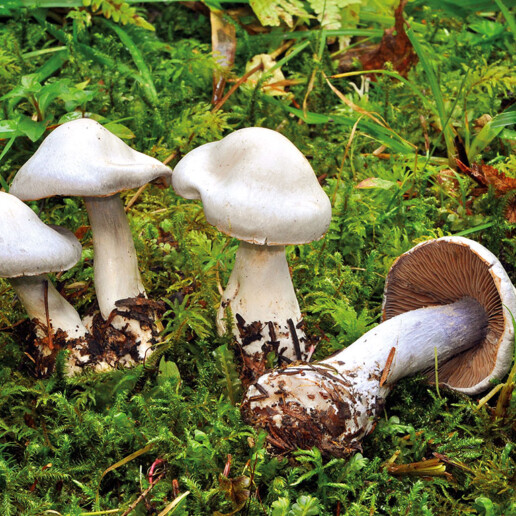 Champignon cortinaire