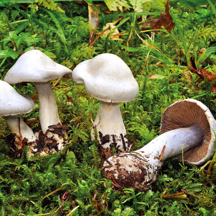 Champignon cortinaire