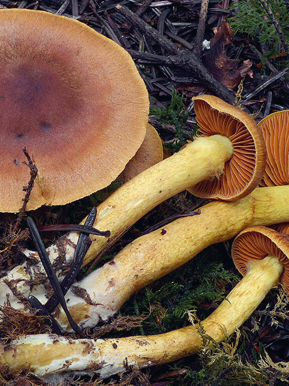 Champignon cortinaire