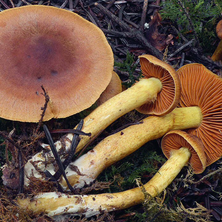 Champignon cortinaire