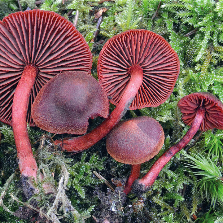 Champignon sanguin
