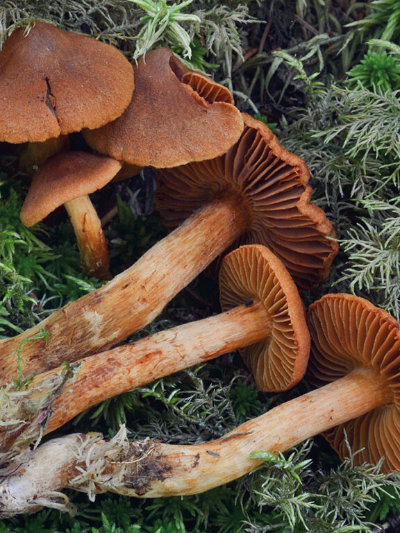 Champignon mortel