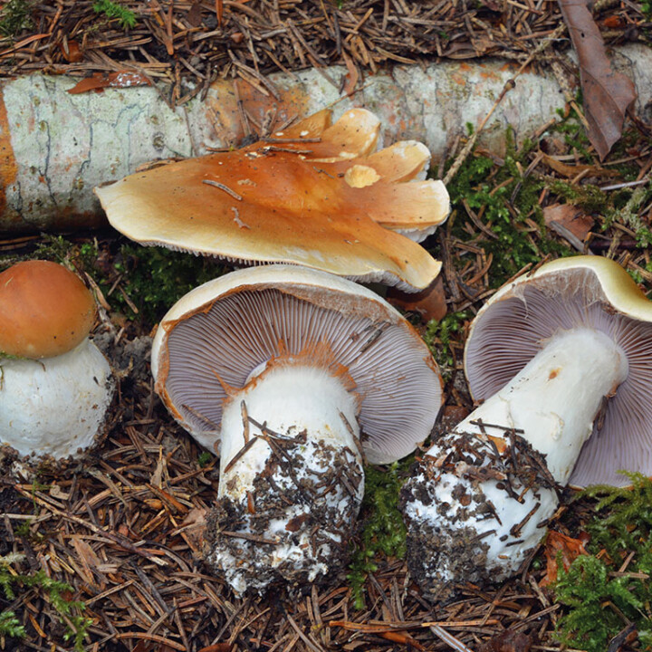 Champignon cortinaire