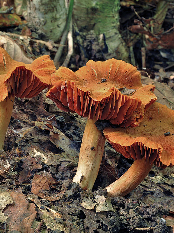 Champignon cortinaire