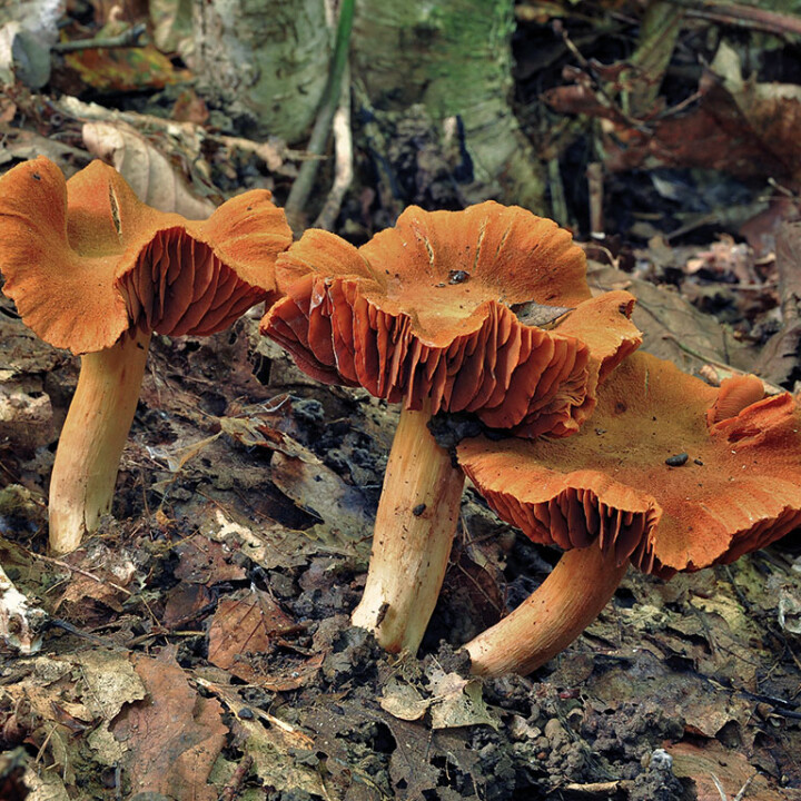 Champignon cortinaire