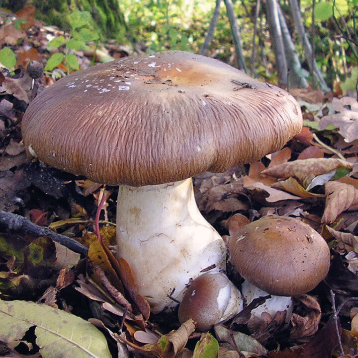 Champignon cortinaire