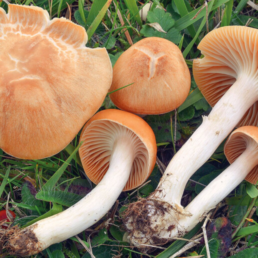 Champignon prairie
