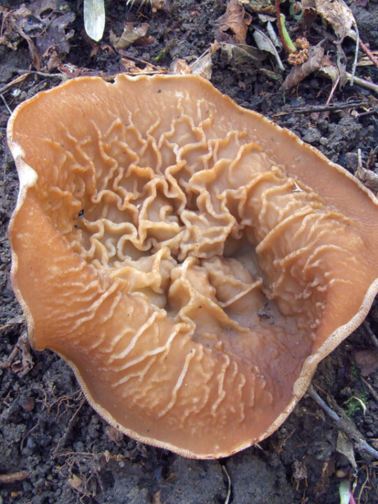 Champignon veiné
