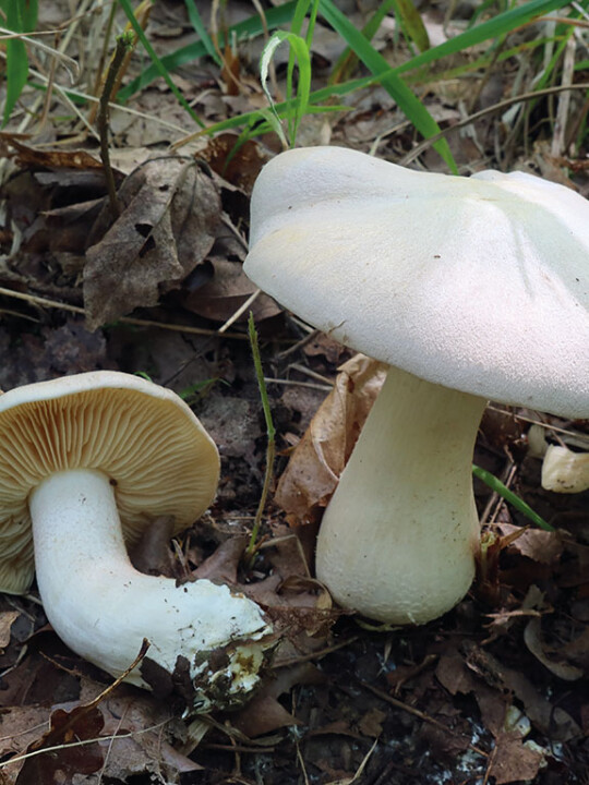 Champignon entolome