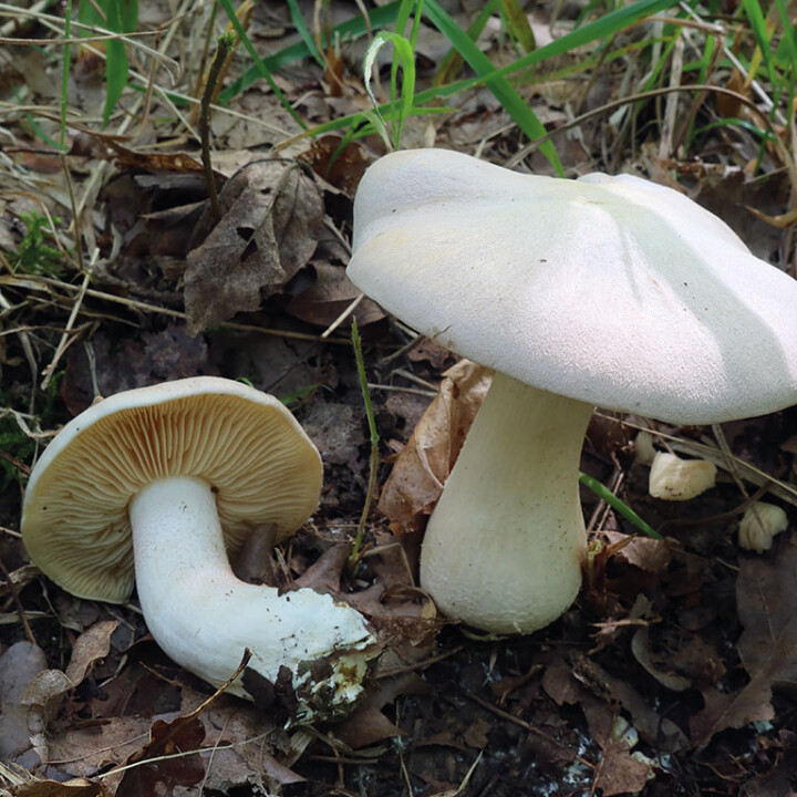 Champignon entolome