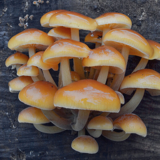 Champignon collybie