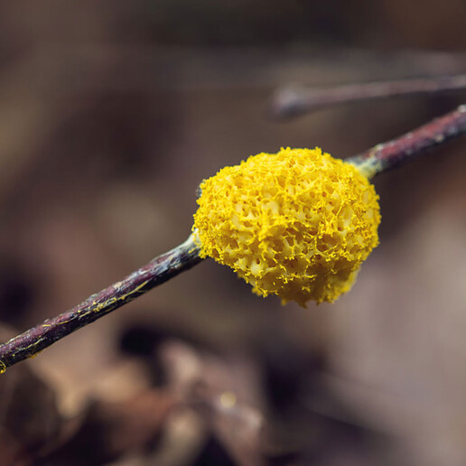 champignon Fleur de tan