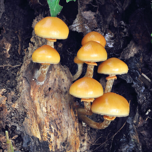 Champignon mortel