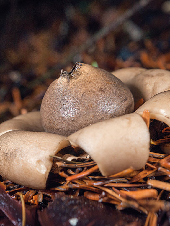 Champignon étoile
