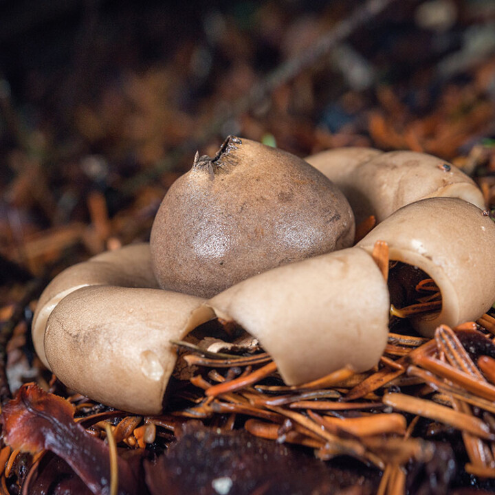 Champignon étoile