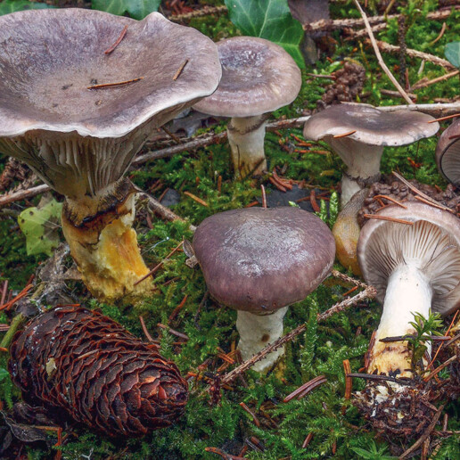 Champignon visqueux