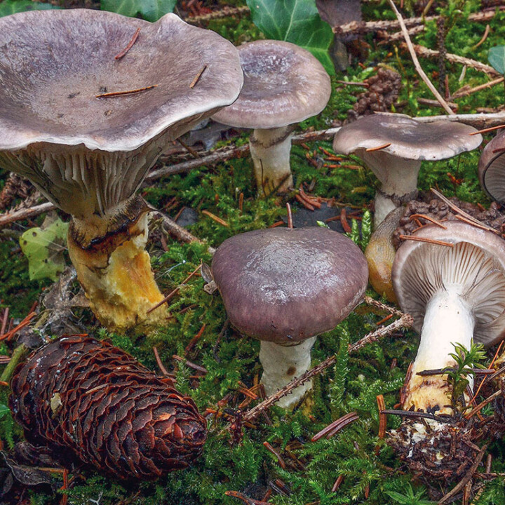 Champignon visqueux
