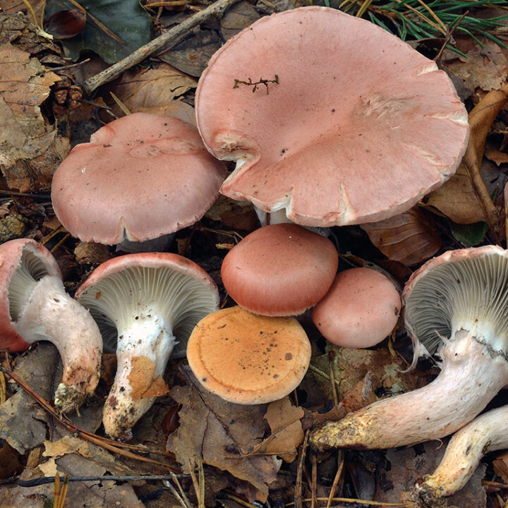 Champignon rose